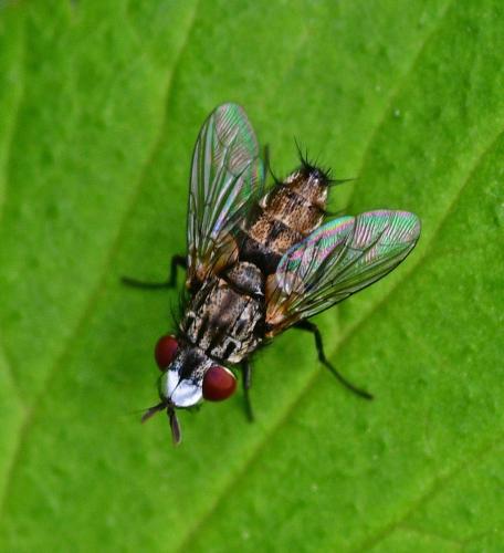 Réf. 343 233 : Metopia argyrocephala